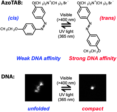 
            Azobenzene trimethylammonium bromide, AzoTAB, reversibly compacts DNA using light at two different wavelengths. Top: light illumination induces a cis/trans conformational transition that changes the dipolar moment of the surfactant resulting in a differential affinity for DNA. Bottom: DNA compaction can be tuned by light at constant AzoTAB concentration. Pictures are fluorescence microscopy images of an individual T4-DNA molecule stained with YOYO-1 in the presence of AzoTAB (700 μM) in 10 mM TE buffer, after visible (right) and UV (left) illumination. Image sizes are 5 μm × 5 μm.