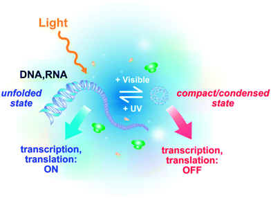 Schematic principle of the reversible photocontrol of gene activity (transcription and translation) based on light-induced DNA/RNA conformational changes.