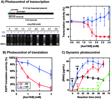 AzoTAB allows the reversible photocontrol of transcription and translation activity in vitro. (A) Production of RNA by in vitrotranscription from a linearized plasmid coding for transcripts of two different lengths, 900 b and 5 kb at different AzoTAB concentrations, in the presence and in the absence of UV light (365 nm). Left, a denaturant RNA electrophoresis gel; right, normalized transcriptional activity. For [AzoTAB] ≥ 2 mM (dashed line), DNA is compacted and transcription is inhibited; upon UV illumination, DNA unfolds and transcription is recovered. (B) Normalized EGFP translation activity obtained in a cell-free in vitro expression system containing mRNA for different AzoTAB concentrations in the presence (blue triangles) and in the absence (red squares) of UV. (C) The production of RNA from a 144 bp dsDNA fragment condensed with 2 mM AzoTAB is dynamically controlled using light pulses that switch transcription ON (UV light) and OFF (visible light). Adapted from ref. 92.