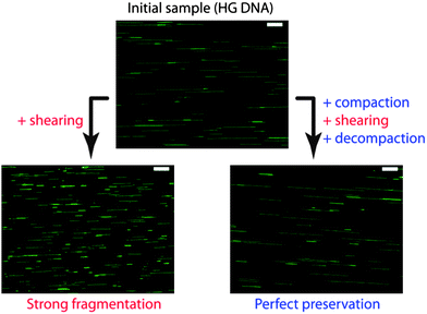 Example of DNA protection by compaction against mechanical stress. Human genomic (HG) DNA sample was submitted to controlled shear stress. Without compaction, molecules are strongly fragmented. If compaction is applied before shear stress, DNA molecules are perfectly preserved after shearing. Pictures are fluorescence images of individual HG DNA molecules combed on a silanized glass substrate. Scale bars are 10 μm. Adapted from ref. 108.