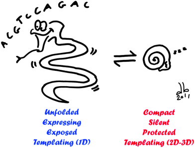 Schematic overview of possible applications of DNA compaction/decompaction. When DNA is unfolded (left), gene expression is activated, DNA is exposed to its environment and it can be used as a template for 1D nanostructure. When DNA is compacted (right), gene expression is silenced, DNA is protected over different biochemical and physical stresses and it can serve as a template for 2D and 3D nanostructures with a well-defined size and shape.