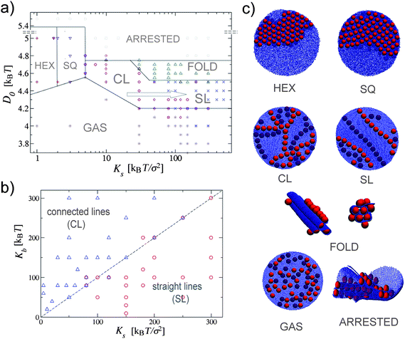 (a) Phase diagram of nanoparticles binding to an elastic planar surface. In this case the bending rigidity is Kb = 150kBT; the equilibrium radius of the surface is R ≃ 60.4σ and the number of nanoparticles is N = 40. The lines separating the different phases serve as a guide to the eye. The arrow points in the direction of lower line connectivity. (b) Boundary between connected to straight parallel lines as a function of Ks and Kb. The dashed Kb = Ks line serves as a guide to the eye. (c) Simulation snapshots of the seven observed phases. For the sake of clarity the hexagonal and the square crystal phases are shown with the larger number of particles than the other phases.