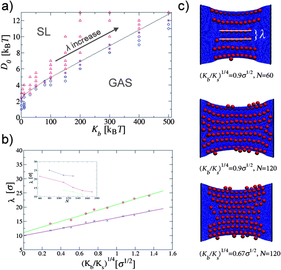 (a) Phase diagram of nanoparticles binding to a clamped rectangular elastic surface. Two phases are observed for different values of Kb and depend only on D0: the gas phase and straight parallel lines phase (SL). These data refer to the case in which Ks = 150kBT/σ2, N = 60, and the area of the the plane is (176 × 152)σ2. (b) Line separation λ as a function of the mechanical properties of the surface. We show data for two different surface coverages: ϕ = 38.7% (cross symbols) and ϕ = 21.2% (circle symbols). The straight lines represent the fit of the data to the scaling law λ ∼ (Kb/Ks)1/4. The inset shows the dependence of λ on the particle surface coverage, shown for three different values of the (Kb/Ks)1/4 parameter: 1.35σ1/2(top), 0.9σ1/2 (middle), 0.51σ1/2 (bottom). (c) Simulation snapshots of linear aggregates for three different combinations of the elastic parameters and the surface coverage densities. The equilibrium surface area is A = (176 × 152)σ2.