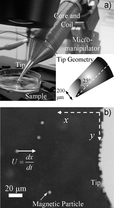 The magnetic tweezer setup used for nonlinear microrheology experiments. (a) The magnetic tweezer device is mounted on a micromanipulator adjacent to the stage of an inverted microscope. The iron core is machined to a sharp tip, which is dipped directly into the fluid of interest. The flattened tip design, which is shown in detail in the inset, leads to locally horizontal forces when the device is held at an angle of 45° to the horizontal.21 (b) Microscope view frame of the magnetic tweezer experiment. The point of the tip is flattened to a width of about 200 μm, providing an approximately unidirectional magnetic force in the vicinity of the tip. Upon magnetization of the core, superparamagnetic probe particles (diameter d = 4.5 μm) move towards the tip with a velocity U. The distance from a probe to the surface is given by x, while y defines the distance along the surface of the tweezer device.