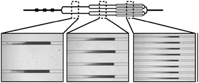 Images of beads loaded in the channels. A multi-step loading process using a sequentially bifurcated design enables equal distribution of bead beds in the multiple channels. Reprinted from Beyor et al.