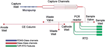 
          Cell capture-PCR-CE microdevice that integrates a capture structure with PCR and capillary electrophoresis. Immunomagnetic beads are immobilized by an external magnet in the capture channels as sample solution is driven through the bead bed. After capture and washing, the bead-cell duplexes are pumped into the 100 nL PCR reactor, where an external heater drives the reaction. Finally, the PCR amplicons are injected onto the CE column, separated, and detected near the anode using LIF. Channels in blue are enclosed using a PDMS-glass sandwich. Channels in red are enclosed by thermally bonding the etched glass wafer to the RTD wafer. Green features delineate the Ti/Pt resistance temperature detector features. Reprinted from Beyor et al.