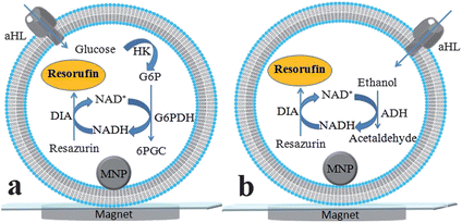 Schematic illustration of vesicular events for sensing of (a) glucose and (b) ethanol.