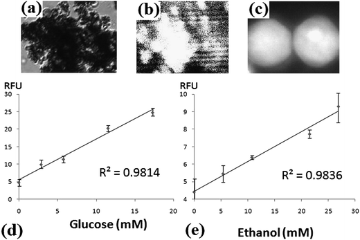 Results of glucose and ethanol biosensing. (a) Bright-field microimage of immobilized liposomes before introduction of analyte solution. (b) Fluorescent image of the same area after incubation. Both micrographs in (a) and (b) were imaged using a 10× objective and the corresponding areas are about 250 × 300 μm2. (c) Fluorescence image of two large liposomes obtained using a 100× objective. The area of this micrograph is 15 × 20 μm2. Most of the fluorophores remained in the porous reactors after 90 s incubation. (d) Calibration curve for glucose. (e) Calibration curve for ethanol. For (d) and (e), x-axes are the concentrations of analytes and y-axes are RFU, relative fluorescence units after background subtraction.