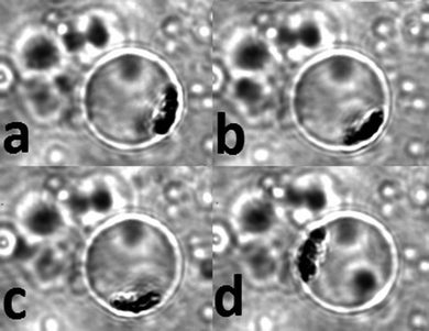 The movements of aggregated MNP in liposome under the influence of an external magnet at different locations. The external magnet was moved clockwise around the droplet. (a–d) The movement of the entrapped MNP in the membrane wall due to the attraction from the magnet. The diameter of the vesicle is 12 μm, imaged with a 100× objective. The imaged area is 20 × 25 μm2.