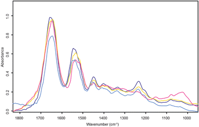 Cervical tissue section UHC analysis cluster average spectra. The light blue spectrum is the UHC analysis cluster average spectrum from raw uncorrected stroma found in the light blue cluster of Fig. 2a). The other three spectra correspond to their like coloured clusters in the RMieS corrected UHC analysis map of Fig. 2b). The dark blue spectrum is from the corrected stroma cluster, yellow is the corrected basal layer cluster and pink the corrected superficial layer in the epithelium.