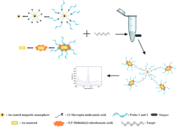 Schematic illustration of MS-SERS based sandwich assay for the target oligonucleotide.