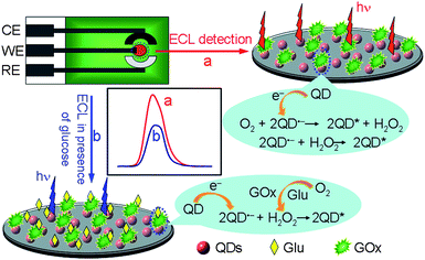 Schematic diagram of the biosensor structure and ECL mechanism for glucose detection.