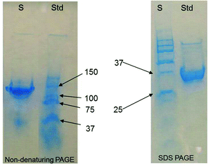 
          Polyacrylamide gel electrophoresis of AChBP purified by IMAC.