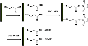 Immobilization of AChBP on the gold surface of microcantilevers by EDC/NHS crosslinker.