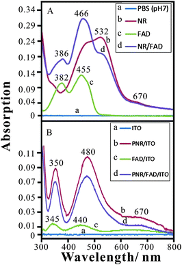 (A) Absorption spectra of (a) baseline (0.1 M PBS, pH 7), (b) 2.5 × 10−5 M NR, (c) 5 × 10−5 M FAD, and (d) 2.5 × 10−5 M NR + 5 × 10−5 M FAD in 0.1 M PBS (pH 7) using quartz cell, path length = 1 cm. (B) Absorption spectra of (a) baseline (ITO), (b) PNR/ITO, (c) FAD/ITO, and (d) PNR/FAD/ITO.