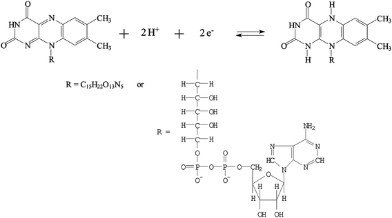 The redox reaction of FAD.