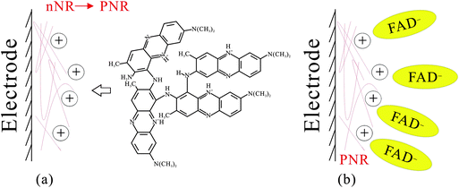 The proposed formation mechanism of (a) PNR and (b) PNR/FAD on the electrode surface.