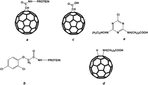 Structures of the compounds used in the study: (a) fullerene–protein conjugate; (b) conjugate of 2,4-D with protein; (c) fullerene carboxylated derivative, (1,2-methanofullerene C60)-61-carboxylic acid; (d) fullerene carboxylated derivative, a fullerene aminocaproic acid; (e) atrazine carboxylated derivative.