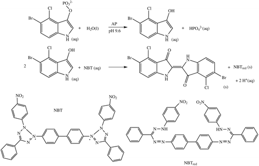 The AP catalysed reaction between 5-bromo-4-chloro-3-indolyl phosphate and the nitroblue tetrazolium ion (NBT).