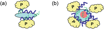 Schematic illustration of the interaction of the PCR mixture with dendrimer (a) and with Au DENPs (b). Yellow pieces: DNA polymerase; thick blue line: template; thin green line: primers; the light blue particle: G5.NH2 dendrimer; red particle: AuNP.