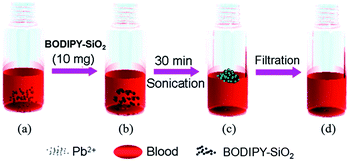 Illustration of the removal of Pb2+ from human blood; (a) preparation of human blood containing Pb2+ (100 ppb), (b) addition of BODIPY-SiO22, (c) sonication for 30 min and (d) filtration.