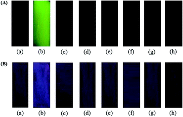 Photographs for (A) emission and (B) color changes of BODIPY-SiO22 after immersion in metal ion (10 μM) solution; (a) non-metal ion, (b) Pb2+, (c) Co2+, (d) Cd2+, (e) Zn2+, (f) Fe3+, (g) Cu2+ and (h) Hg2+.