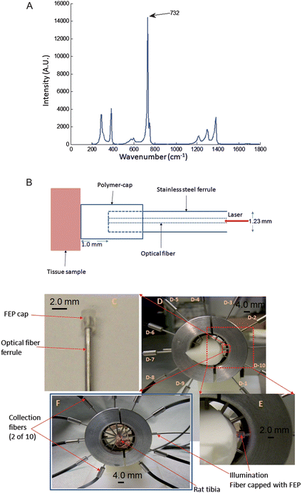 (A) Raman spectrum of FEP. The most intense band is at 732 cm-1, weaker bands are at 290, 385, 1216, 1298 and 1379 cm−1. (B) Schematic representation of the polymer-capped fiber-optic Raman probe showing the polymer cap fastened to the tip of the stainless steel ferrule that houses the optical fiber. The laser light is transported from the optical fiber through the polymer cap to the tissue sample. The polymer cap makes contact with the tissue and also guides the laser light to the tissue with transmission efficiency >90%. (C) Photo image of the FEP-capped excitation probe showing the orientation of FEP cap on a stainless steel ferrule that house a 300 μm core optical fiber; the integrated optical system serves as the laser illumination source for Raman spectroscopy. (D) Experiment set-up for Raman spectroscopy on rat leg phantom using the FEP-capped illumination probe. Collection fibers (probes) are labeled D-1 to D-10. (E) Expanded view of a section of the apparatus in (D) showing the orientation of the illumination probe and the wave-guiding capability of the FEP cap. (F) Experiment configuration for Raman spectroscopy on an excised rat tibia.