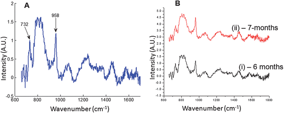 Raman data from excised rat tibia. (A) Mean spectrum of all collection probes normalized to the FEP reference band at 732 cm−1. (B) Raman spectra of rat tibia from two rats, (i) 6-month old rat, (ii) 7-month old rat. The 7-month old rat showed increased mineral composition relative to the 6-month old rat when data were normalized to the FEP band at 732 cm−1.