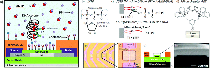 
          Pyrophosphate-generating DNA synthesis reactions and capture of pyrophosphate by chelators on an FET surface: a) the device is functionalized with both amplified DNA on the surface in the form of DNA colonies and chelator groups to capture pyrophosphates produced from the enzymatic incorporation reaction of a matching DNA base, b) generic DNA nucleotide triphosphate (dNTP) base structure, c) diphosphate (PPi) generated from a T4 polymerase-catalyzed dG monophosphate incorporation compared to control reaction, generating no PPi, d) chemical structure of PPi attached to chelator on modified FET surface, e) optical microscopy images of low density SOI nanoplate FET array, f) image of one of the devices used in these experiments, g) cross-section schematic of Si nanoplate FET device, and h) high resolution SEM image of ∼25 nm Si nanoplate cross-section of same device shown in (f).