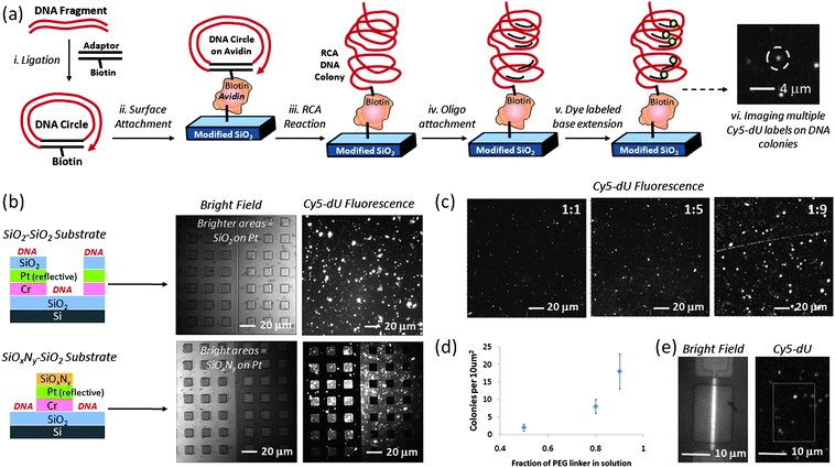 
            DNA colony formation process and characterization on surface: a) schematic of DNA sample preparation, colony formation and Cy5 dye labeling, b) relatively high density DNA colony modification of selectively patterned test substrates using APTES + GA + linker-only + avidin + biotinylated DNA attachment chemistry on silicon oxide, comparing coverage of fluorescently labeled DNA colonies on silicon oxide surfaces with coverage on the relatively dark silicon oxynitride surfaces, as labeled, c) adjusting DNA colony coverage on flat silicon oxide test substrates by changing the ratio of chelator to PEG-based DNA linker in reaction solution (1 : 1, 1 : 5, or 1 : 9), d) number of DNA colonies for every10 μm2silicon oxide substrate surface as function of PEG linker fraction, e) white light image (left) of representative silicon nanoplate SOI-FET device and corresponding fluorescence image of Cy5-labeled DNA colonies (right) using 1 : 5 chelator to PEG-linker deposition conditions.