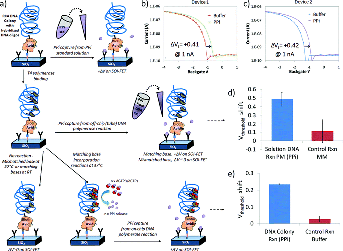 Label-free detection of PPi on chelator- and DNA-modified FET devices: a) schematic of a simplified chelator + DNA colony device surface as it is exposed to three different PPi sources including PPi standard solutions (top row), PPi generated in a reaction tube by polymerase reactions incorporating a matching DNA on linear DNA in solution (middle row), and PPi generated by multi-base (dGTP + dCTP) incorporation reactions on surface immobilized RCA DNA colonies (bottom row), b–c) response of two different devices on same chip to 25 μM PPi standard solution in 1x PBS buffer, d) bar graph representing average of 3 measurements on same device after exposure to perfect match (PM) dGTP off-chip reaction solution, resulting in a positive change in threshold voltage (+0.49 V) compared to the control mismatch nucleotide solution (+0.11 V) and e) bar graph representing the average response on same device after 3 independent on-chip DNA polymerase reactions at 37 °C, generating PPi (+0.23 V), compared to incubations in reaction buffer at 22 °C with no DNA polymerase reactions (+0.03 V).