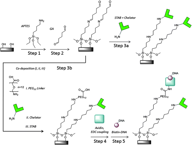 
            Pyrophosphate
            chelator and DNA colony silicon oxide surface modification