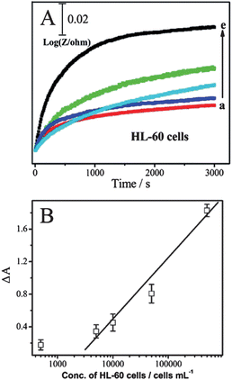 (A) Relative impedance at 10 Hz with time for BSA/CNTs@PDA-FA/GCE scanned while being immersed in various concentrations of HL-60 cells in PBS: (a) 0, (b) 5.0 × 102, (c) 5.0 × 103, (d) 5.0 × 104, (e) 5.0 × 105cells mL−1. (B) Calibration plots of the increase rate of relative impedance (ΔA) for determination HL-60 cells at the BSA/CNTs@PDA-FA/GCE.