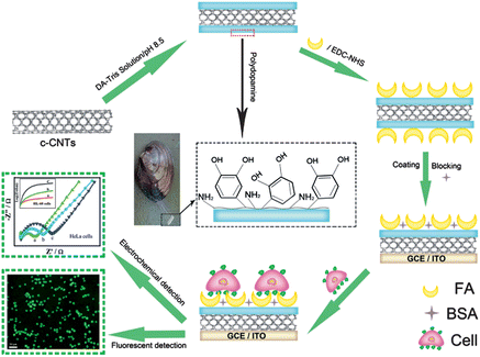 Schematic illustration of the folic acid-targeted cytosensing strategy.