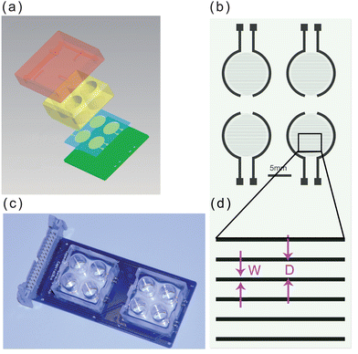 The design and fabrication of the ECIS device. (a) Illustration of the device structure. (b) Schematic drawing of the sensor electrodes arrays. (c) Fully assembled device consisting of two chips. (d) Enlarged view of (b); W = 20 μm, and D = 80 μm.