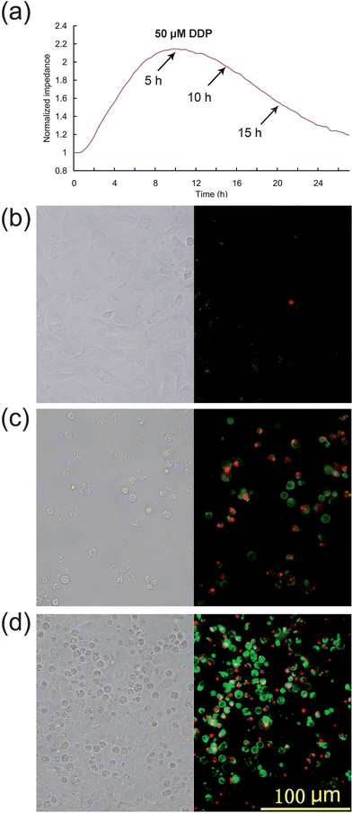 The independent confirmation of apoptosis by fluorescent labeling of cells. (a) Impedance variation for cisplatin-induced apoptosis. (b)–(d) Bright-field and fluorescence images of apoptosis induced (b) 5, (c) 10, and (d) 15 h after DDP treatment, respectively.