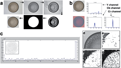 Description of the sequence of operation involved in the pattern recognition process (a) Image preprocessing by localization and cropping process: raw RGB input image (Horizon® 1% low fat milk) → converted grayscale image → enhanced contrast → converted binary image → filling hole of the inverted image → cropped image with an offset on all sides; (b) extraction of the color feature: a raw RGB input image is converted to a YCbCr image to acquire histograms of Y, Cb and Cr color channels; (c) local binary pattern (LBP) feature extraction: LBP histogram with LBP code image (inset); (d–g) Gabor wavelet feature extraction: (d) one of 4 sub-images from a grayscale image, (e) Gabor transformed image with scale 2 and degree 0, (f) scale 3 and degree 30 and (g) scale 4 and degree 60.