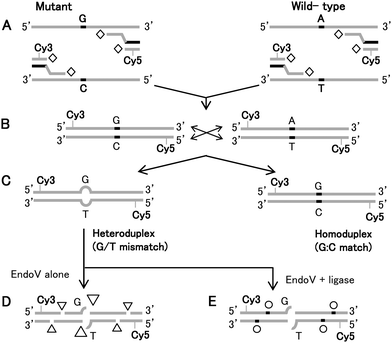 (A) Schematic illustration of universal PCR amplification using Taq DNA polymerase (open diamond), labeling and (B) cross-pairing of wild-type Lovo and mutagenic SW620 template and (C) the resulting homoduplex (control) and heteroduplex targets. The diagram illustrates the outcome of a successful EndoV/DNA ligase treatment of dye-labeled, heteroduplexed DNAs. PCR amplicons of known wild-type and mutagenic cell lines having high levels of sporadic mutations, form heteroduplexes serving as targets for EndoV. (D) EndoV preferentially nicks DNA one base 3′ to the mismatch site (large triangle), but also generates non-specific nicks with minor activity (small triangles). (E) DNA ligase is then used either subsequently or concurrently with EndoV to reseal background nicks (open circle).