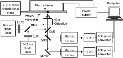 Schematic diagram of the LIF system, which provided two excitation wavelengths of 532 and 635 nm. LLF1 and 2, laser line filters; DM1, 2, and 3; dichronic mirrors; SPAD, single photon avalanche diode.