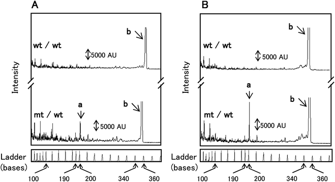 
            Capillary electrophoresis separation of wt control homoduplex (wt/wt) and heteroduplex (mt/wt) treated with (A) EndoV alone and (B) both EndoV and DNA ligase Peaks: a – Cy5 labeled cleavage products of 195 nt; b – PCR amplicon of 350 nt. Electrokinetic injections and separations were performed at 2.0 kV for 30 s and an applied voltage of 7.5 kV.