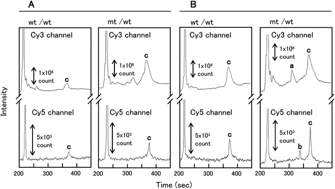 
            PMMA μCE separations of control homoduplexes (wt/wt) and heteroduplexes (mt/wt) treated with: (A) EndoV alone; and (B) both EndoV and DNA ligase. Peaks in the electropherogram are: a – Cy3-labeled cleavage products of 158 nt; b – Cy5-labeled cleavage products of 195 nt; c – PCR amplicon of 350 nt. The volume-defined cross injection (1 nL) and separation were performed at 550 V cm−1 (60 s) and 125 V cm−1, respectively.