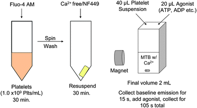 Schematic representation of experimental setup. Platelets were incubated with the Ca2+ probe Fluo-4 AM for 30 mins, then the excess probe was washed off and the platelets incubated with either buffer or NF449. Finally, measurements of Ca2+ influx were performed using a spectrofluorometer with a magnet setup so that samples could be stirred during measurement. Samples were kept in a Ca2+ free environment until measurement.