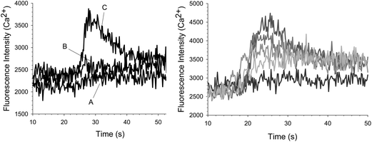 (Left) Fluorescence measurements taken over time for platelets in the presence and absence of NF449. No significant increase in Ca2+ is measured when CaMTB (trace A) or 2.5 uM ATP (trace B) is added to platelets alone. However, an increase in Ca2+ was measured when 2.5 uM ATP was added to platelets containing 0.5 uM NF449 (trace B). (Right) The effect of ATP on platelet Ca2+ influx with a constant concentration of 2.5 uM NF449. As the concentration of ATP was increased from 0.625 μM, to 1.25 μM, to 2.5 μM up to 5 μM, the intracellular platelet Ca2+ also increased as compared to baseline where no ATP was added.