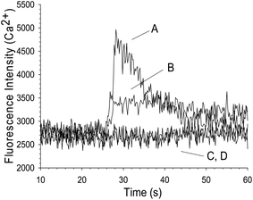 Effect of α,β-me-ATP on platelet Ca2+ influx. Both A and B traces indicate the presence of platelets containing 0.5 μM NF449, but the agonist for trace A is 2.5 μM ATP and the agonist for trace B is 2.5 μM α,β-me-ATP. Increases in Ca2+ influx were measured in the case of both agonists, but the increase due to ATP was larger than the increase due to α,β-me-ATP. The two controls in this figure, represented as C, D, are platelets alone that were treated with both agonists, neither showed an increase in Ca2+ influx.