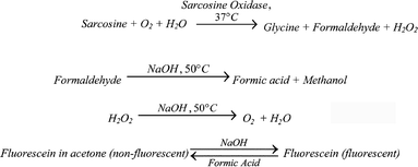 Proposed method for the determination of sarcosine.