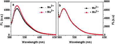 a) The uptake of Mn2+ by wild type (WT) and b) the strain without an mntHgene. The samples were incubated at 37 °C for 3 min. Mn2+ concnetration is 0.3 μM, the data was an average of triplits.