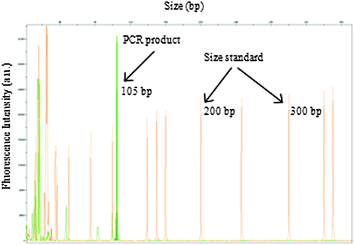 Electropherogram showing PCR products from the amplification of the Amelogenin locus (X = 105 bp) from a human urine sample, using DNA extracted and amplified on the integrated microfluidic device as confirmed on an ABI 3500 Genetic Analyzer.