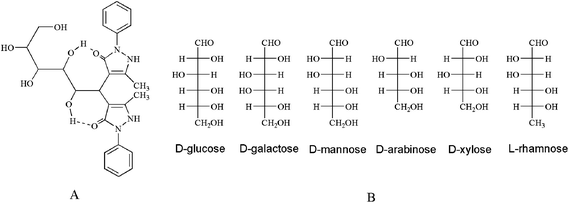 Intramolecular rings and fischer structures of the six monosaccharides.