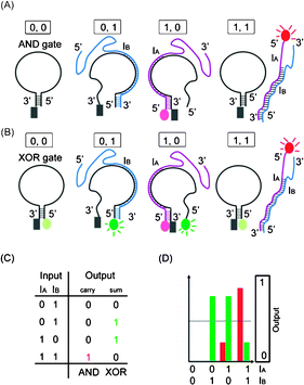 Schematic representation of the half-adder. (A) AND operation with the reading channel set to red fluorophore (on IB) emission. (B) XOR operation with the reading channel set to the green fluorophore (on XOR gate) emission. (C) Truth table for AND and XOR operations. (D) The observed fluorescence output of AND (in red bars) and XOR (in green bars) operations with every combination of inputs. : CAL Fluoro Orange 560, : FAM, : BHQ1.