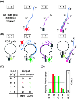 Schematic representation of the half-subtractor. (A) INH operation with the reading channel set to red fluorophore (on IB’) emission. (B) XOR operation with the reading channel set to green fluorophore (on XOR gate) emission. (C) Truth table for INH and XOR operations. (D) The observed fluorescence output of INH (in red bars) and XOR (in green bars) operations with every combination of inputs. : CAL Fluoro Orange 560, : FAM, : BHQ1.